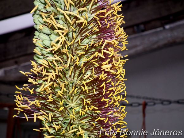 Agave victoria regina